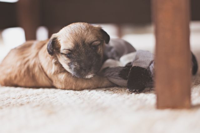 Puppy playing 