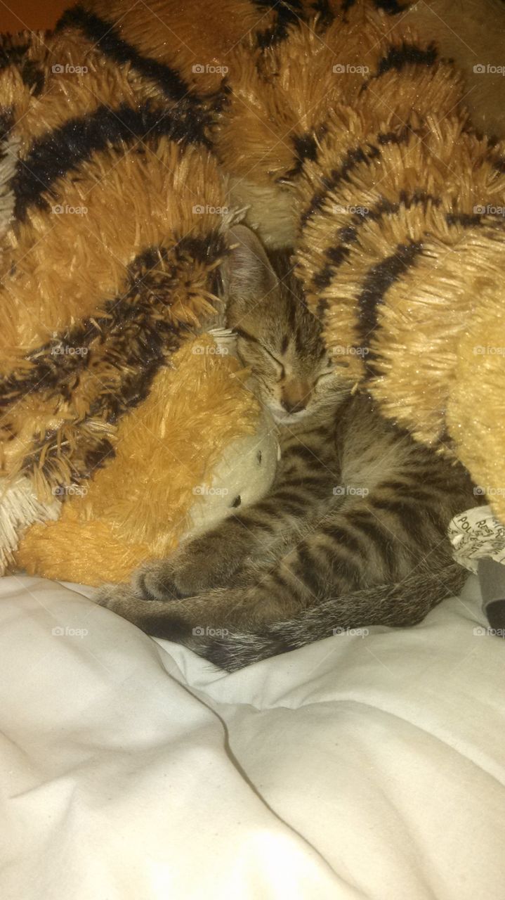 sleeping time with his tiger