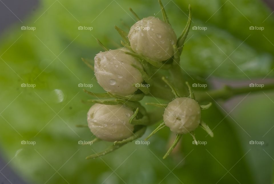 ffybeautiful macro shot 