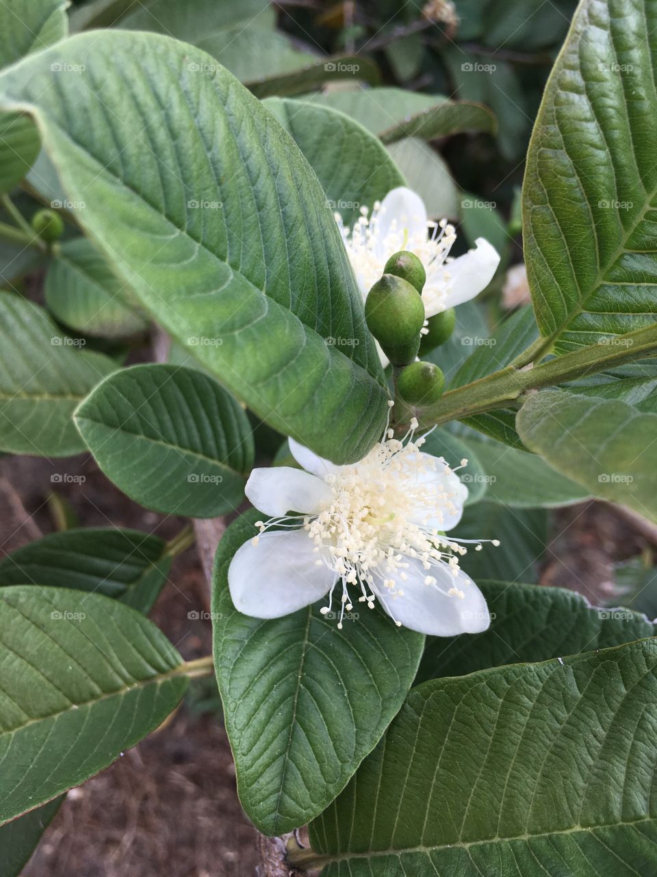 Avocado babies on Green blooming tree with white flowers 