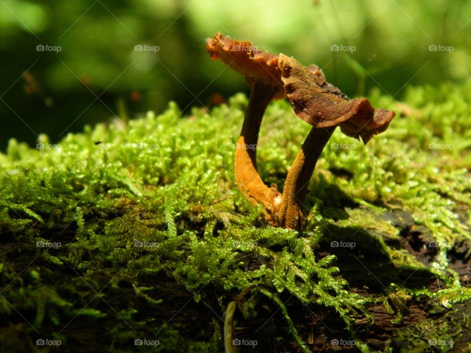 Close-up of mushroom and moss