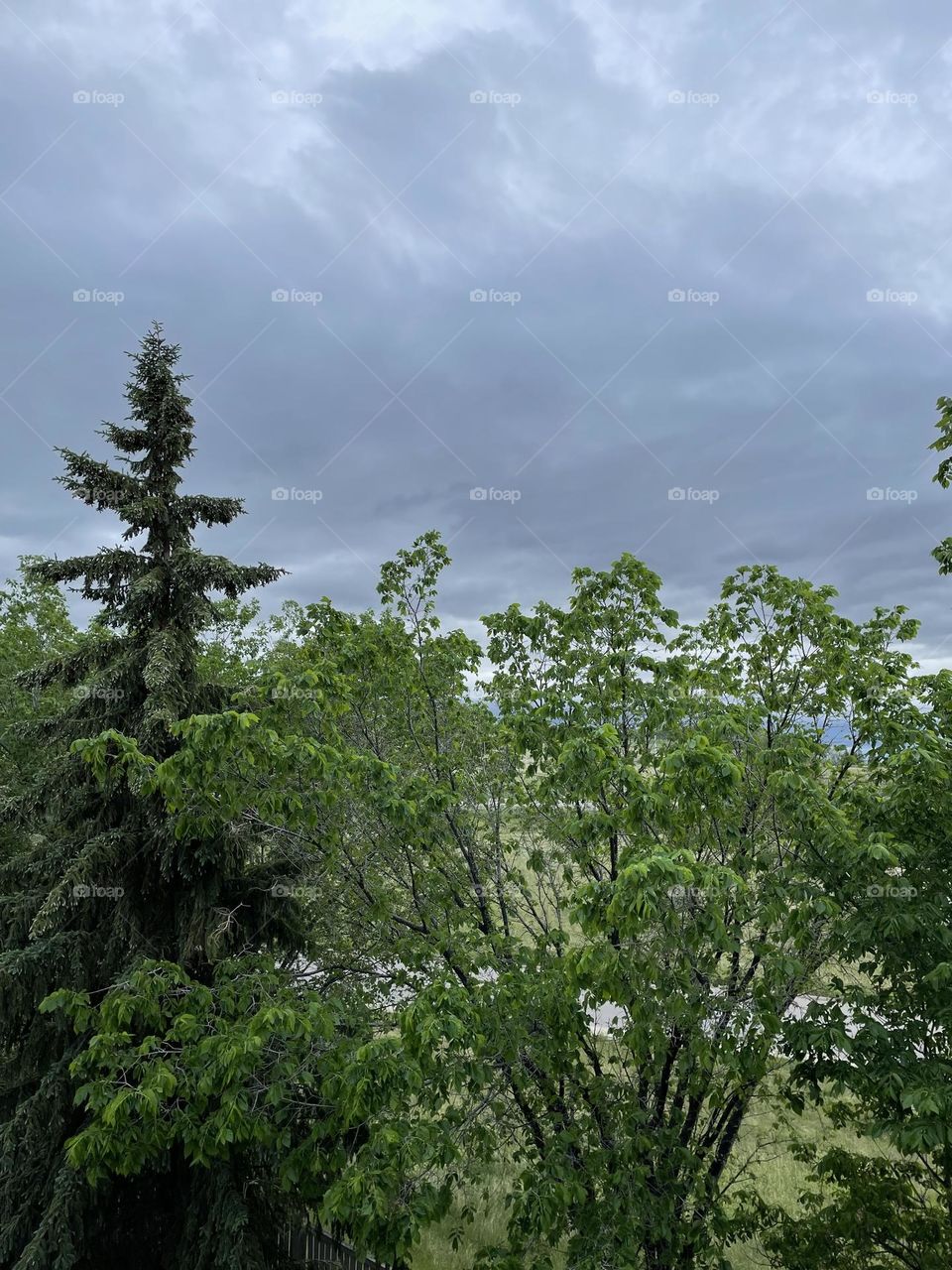 Over the tree tops to see the clouds coming in