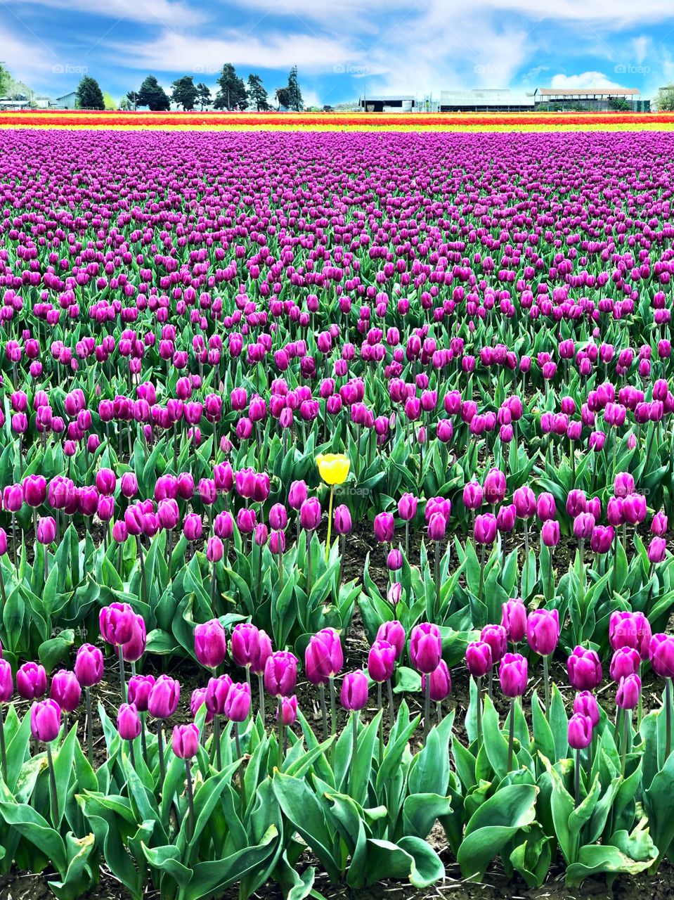 Foap Mission Local Treasures! Washington State’s Skagit Valley Stunning Tulip Fields!