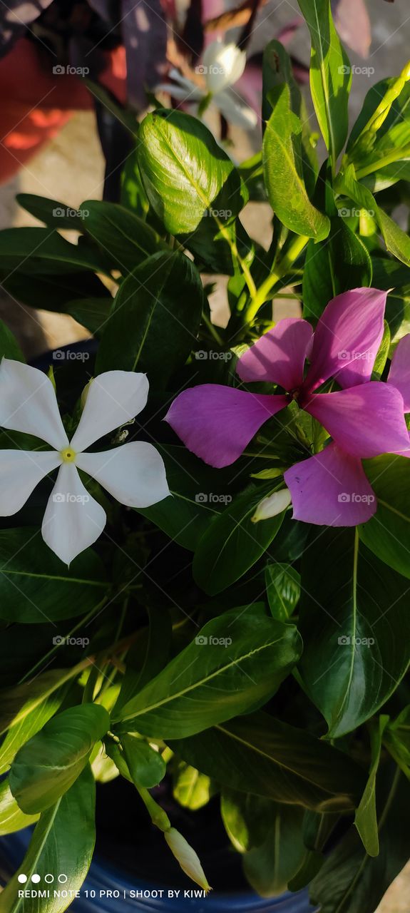 this is photograph of green plant with colourful flowers on it