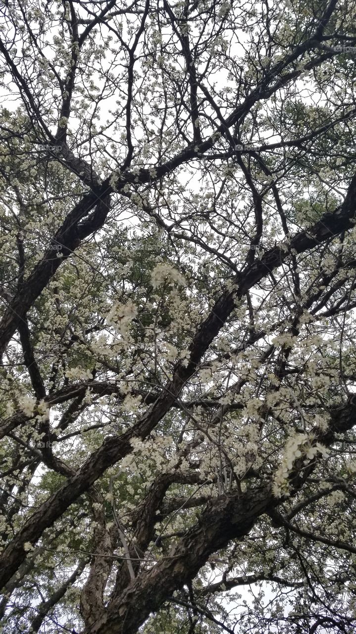 Trees blooming Shops at Legacy