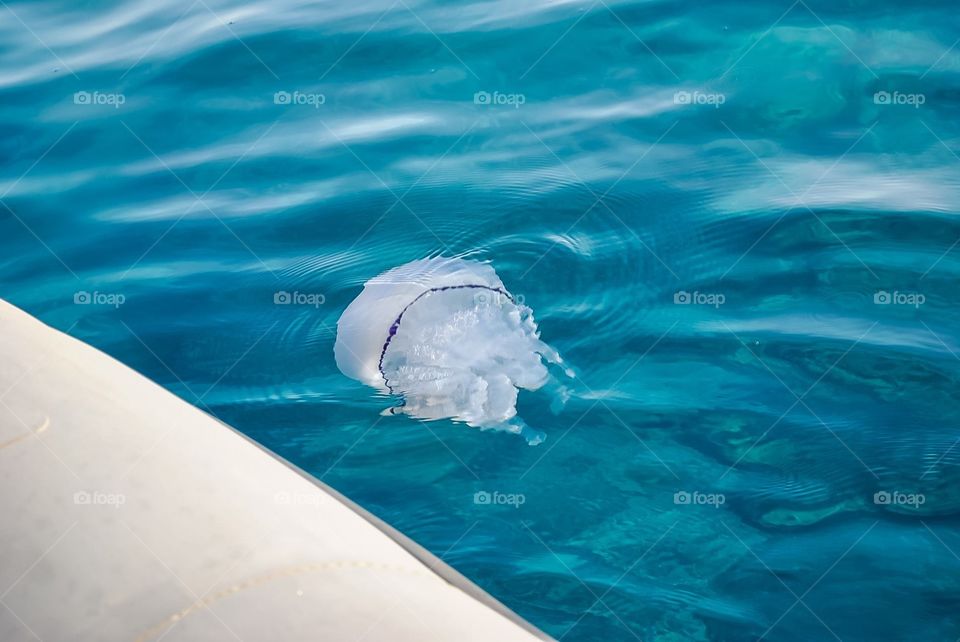 Jellyfish in the Mediterranean 