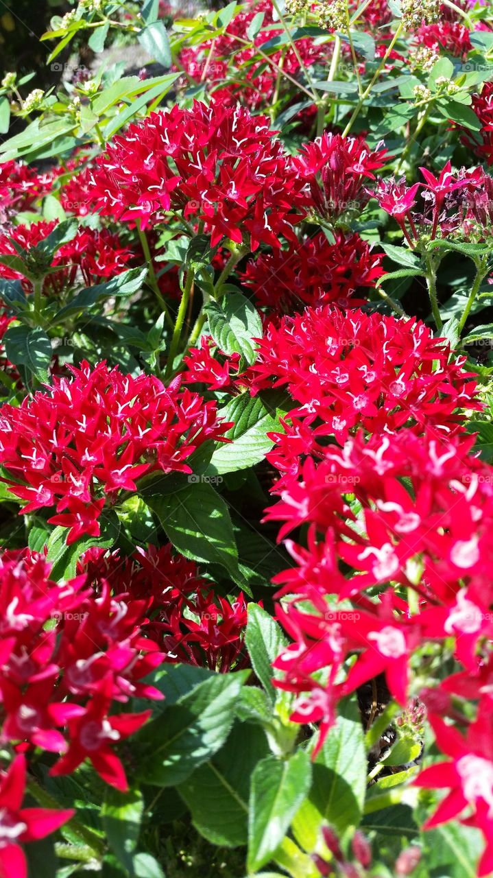 Glorious Red Blooms