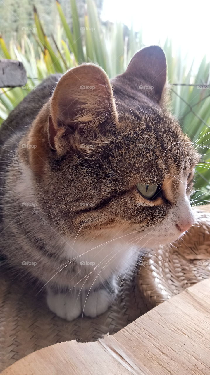 GATO CINZA DOMÉSTICO