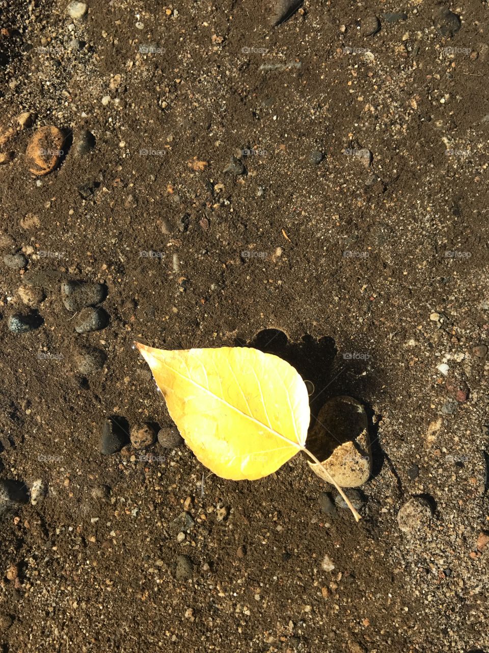 Floating Aspen Leaf