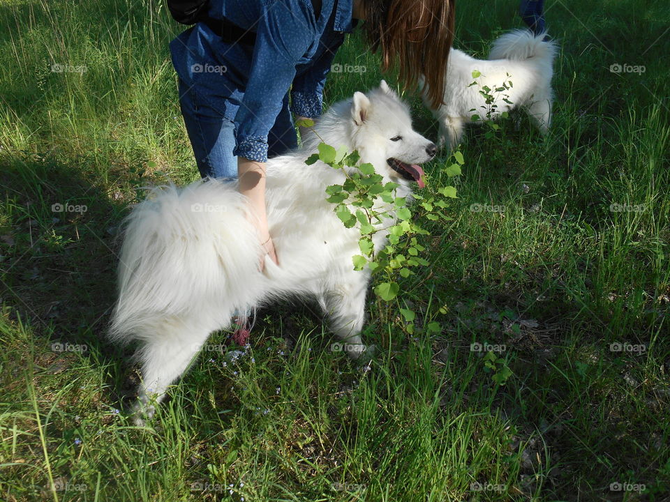 walk with dog pet spring time