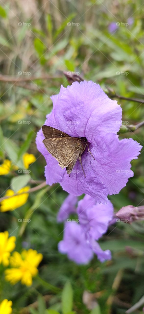 butterfly and flower