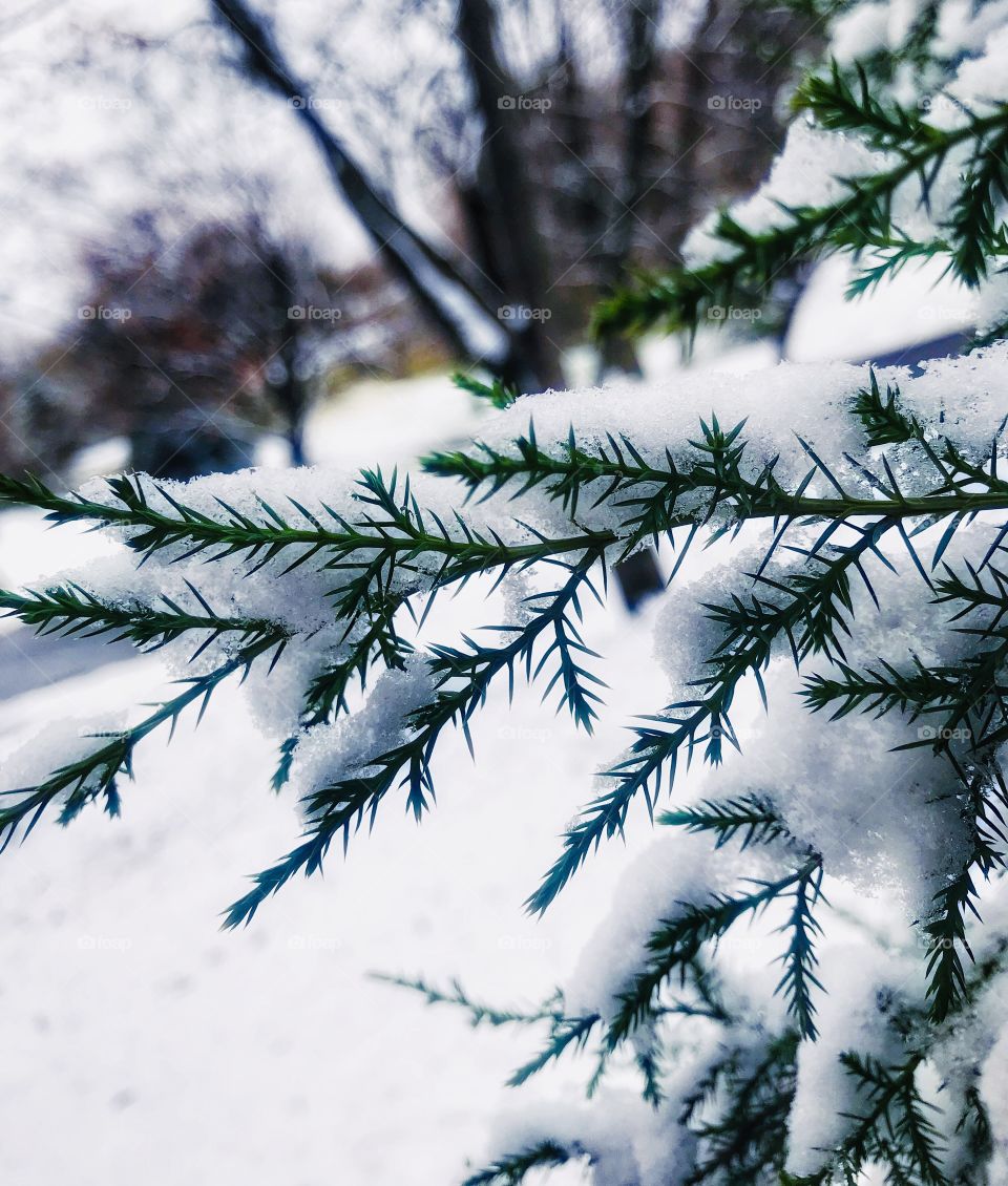 Snow on an evergreen branch—taken in Dyer, Indiana 