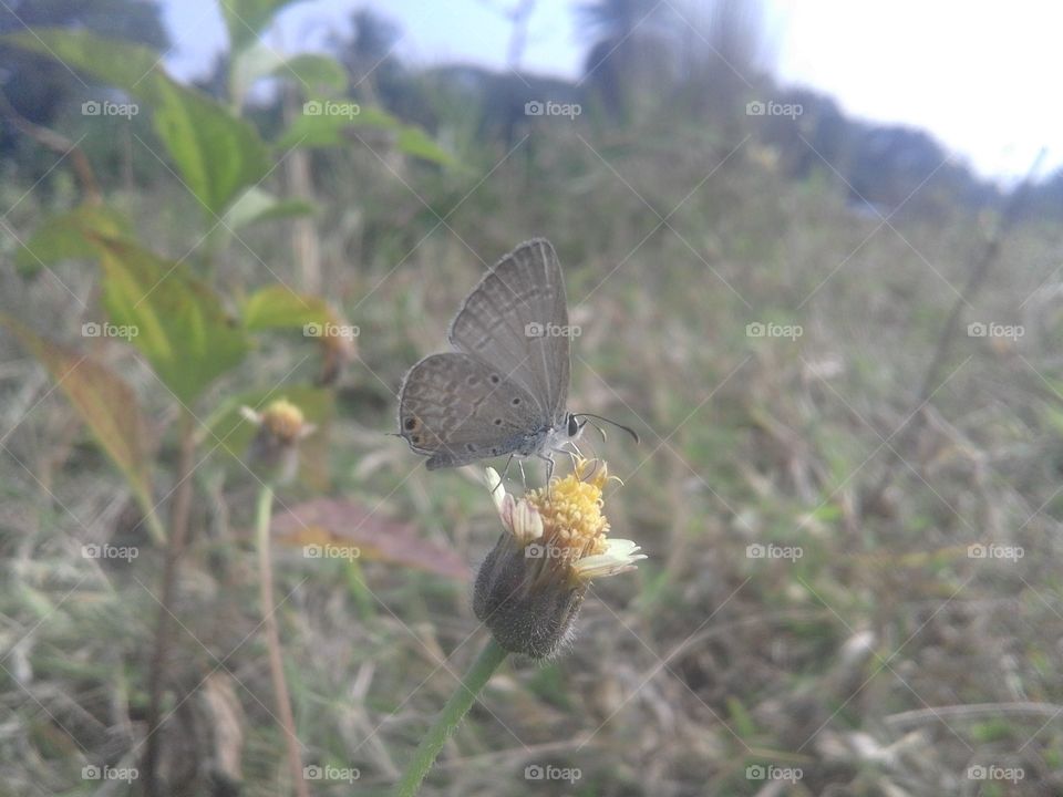 Butter fly and flowers