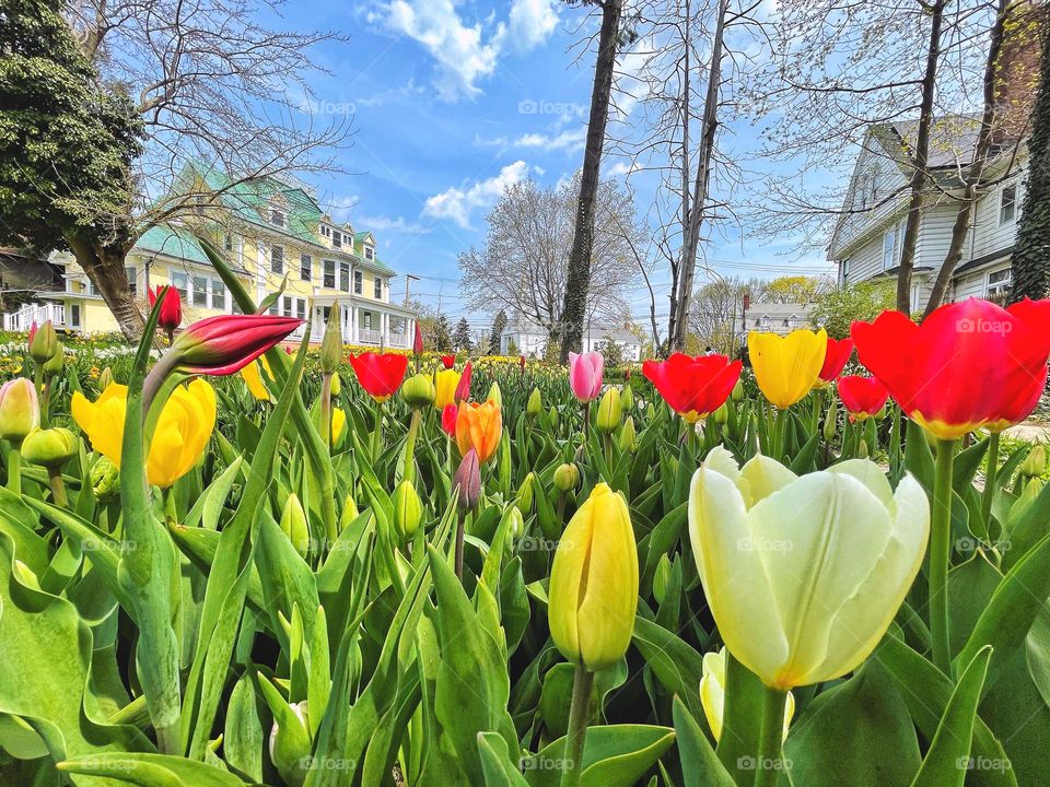 Spring flowers in a garden 