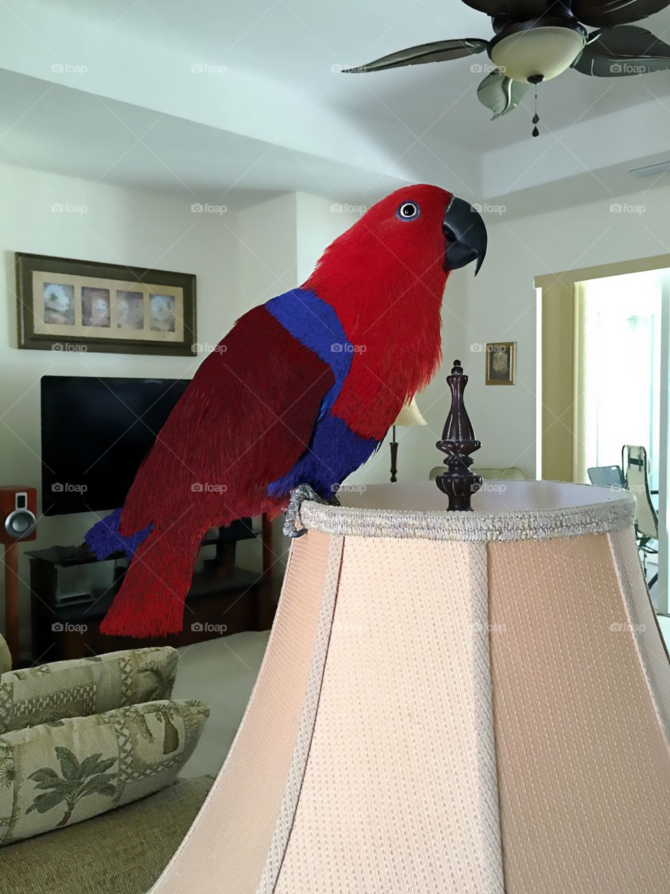 Red parrot perched on a lamp.