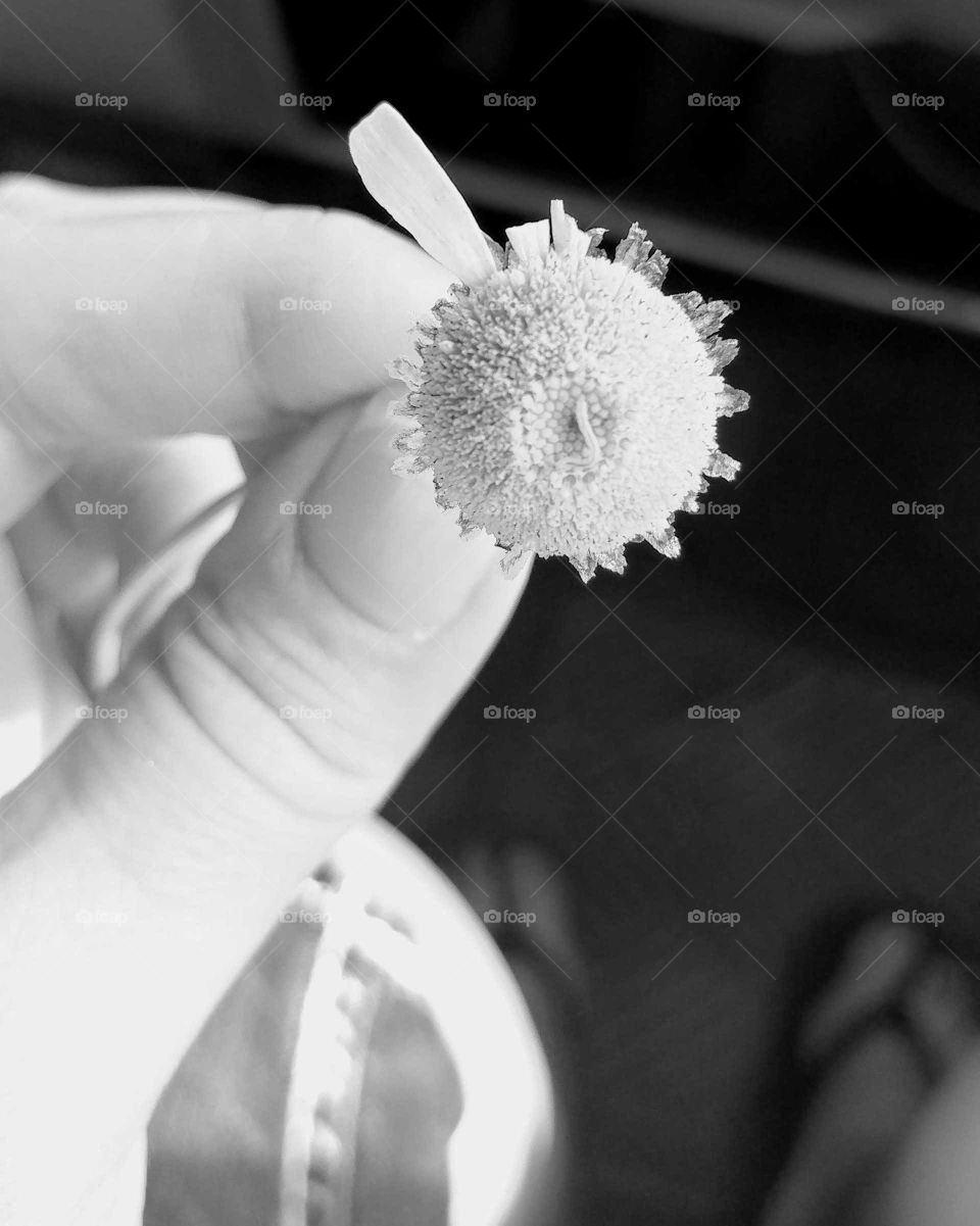 Monochrome, No Person, Flower, One, Nature