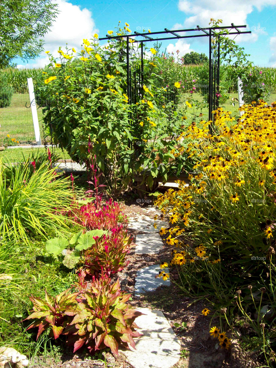 garden path in summer