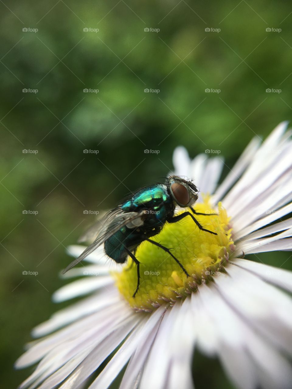 Scintillating fly