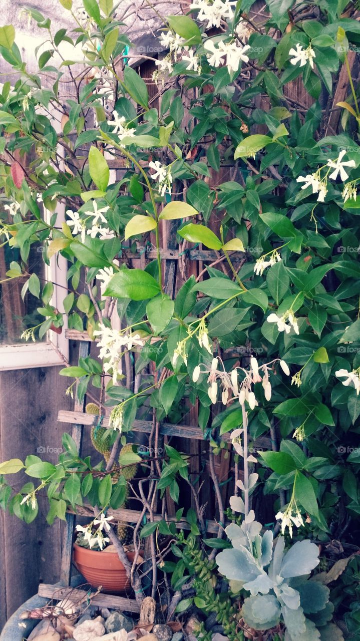 Jasmine Blooms. Fragrant jasmine is in full bloom in my garden.