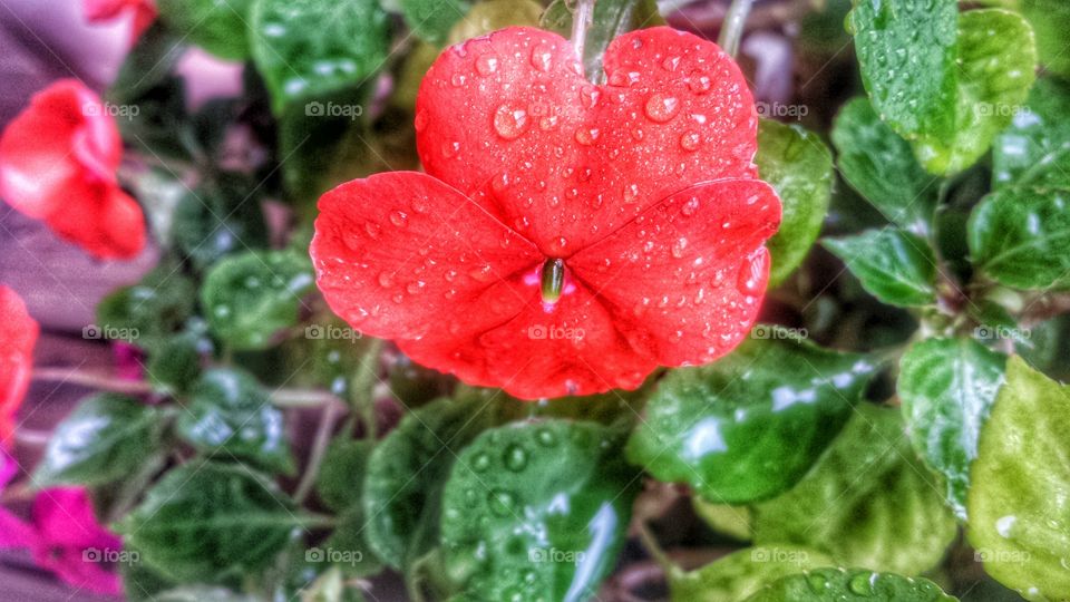 Flowers. Raindrops on Impatiens