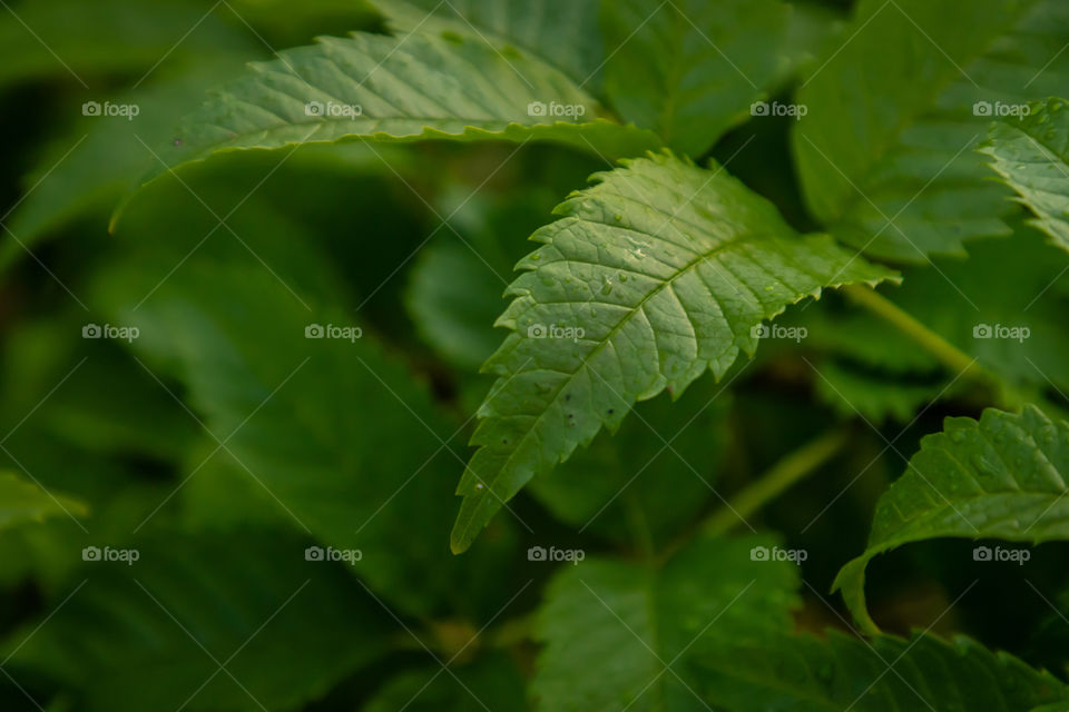 Water drops on leaves after rain