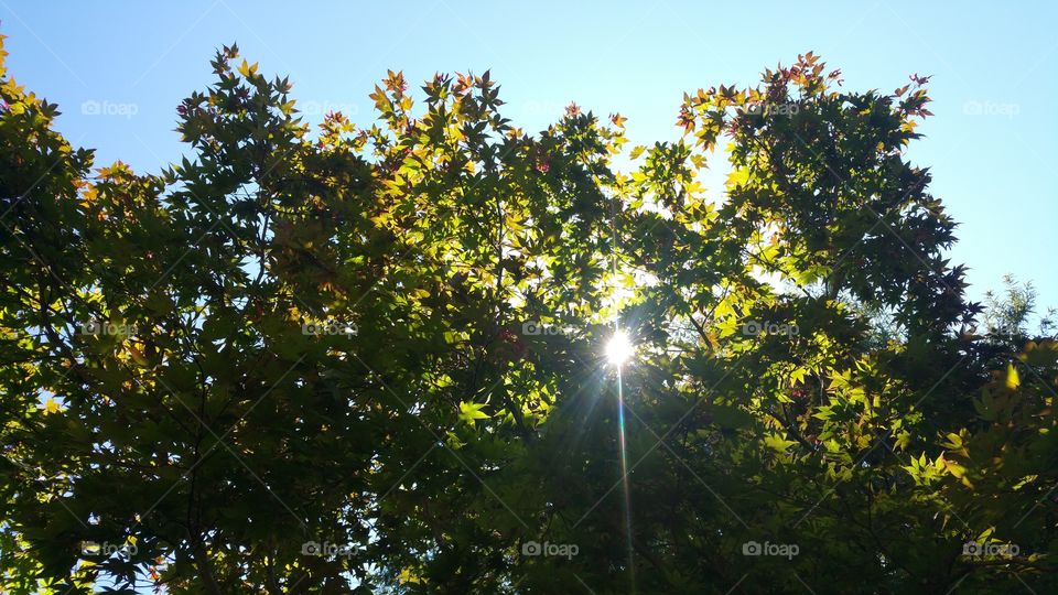 sun through the leaves