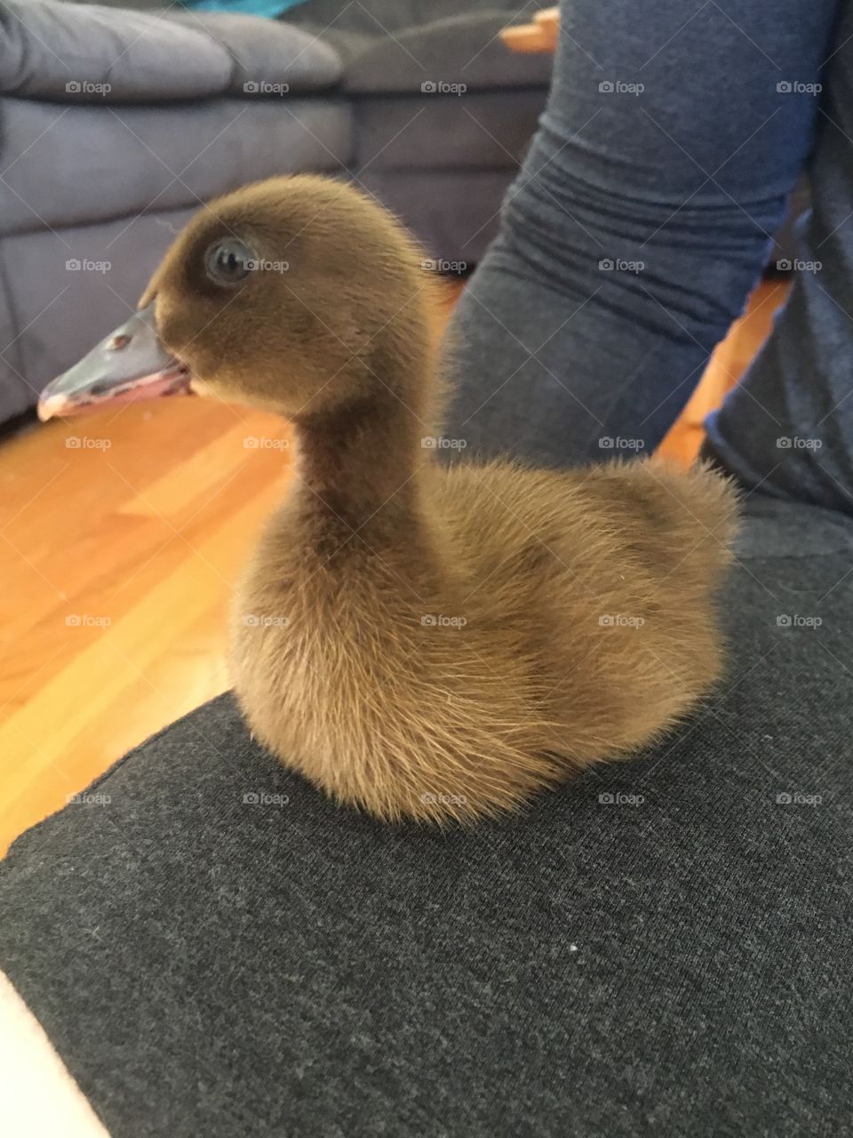 Duck