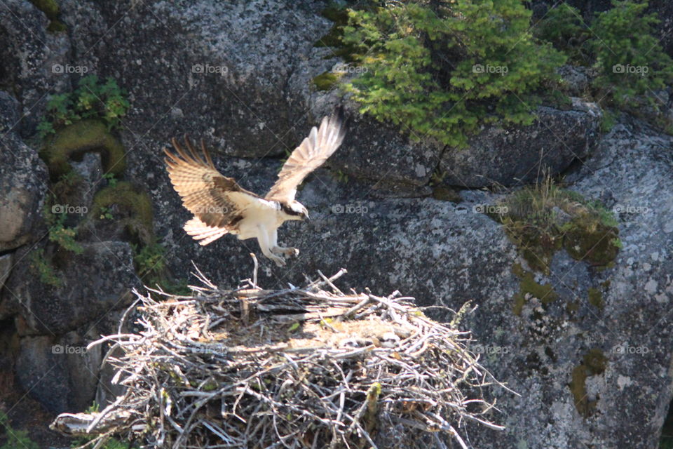 Osprey landing on its nest