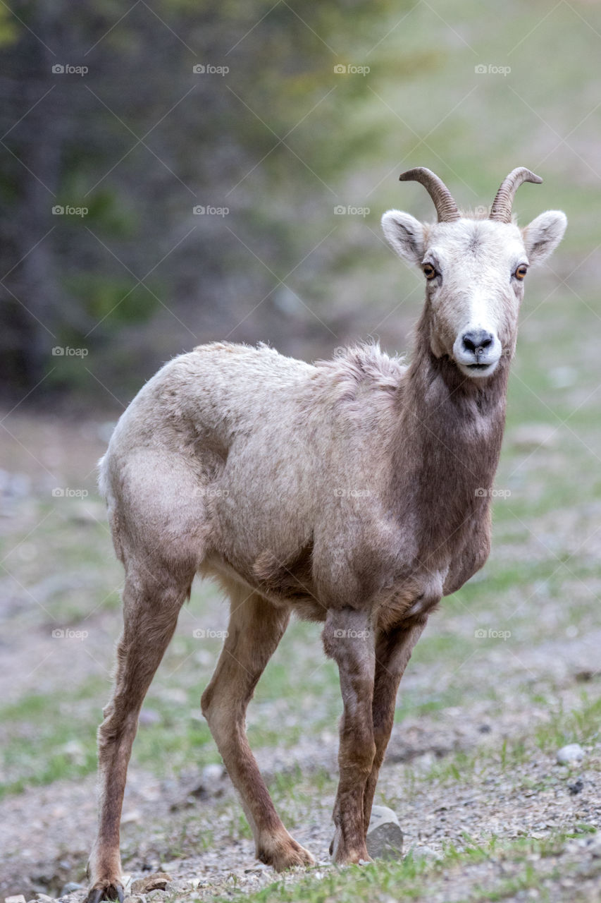 Bighorn sheep in the Montana mountains. 