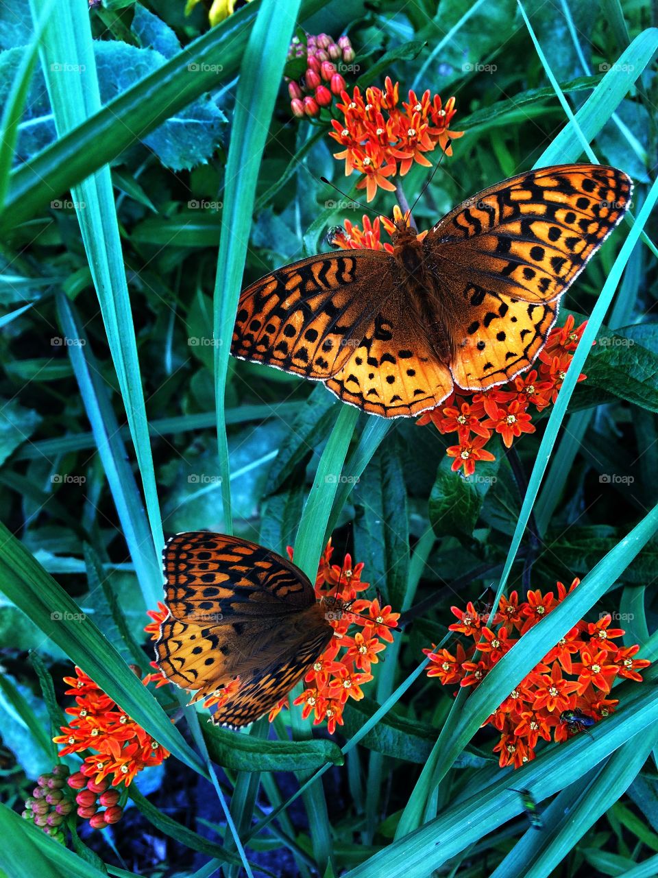 Butterflies . Butterfly  patch 