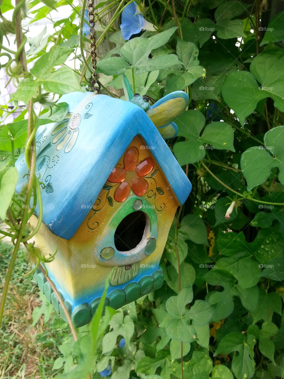 Pretty bird house. Bird house surrounded by Morning Glories
