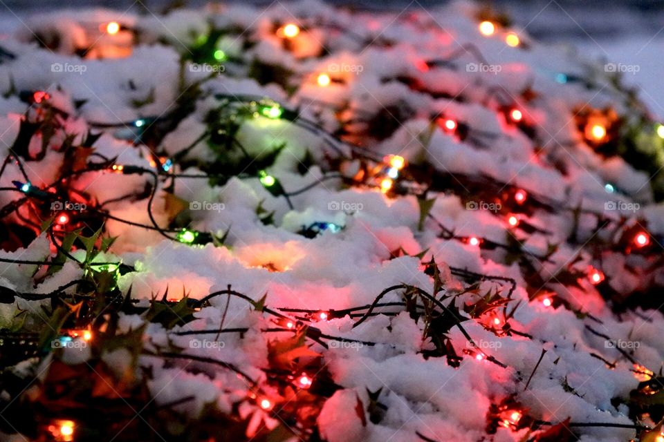 Snowy lights 