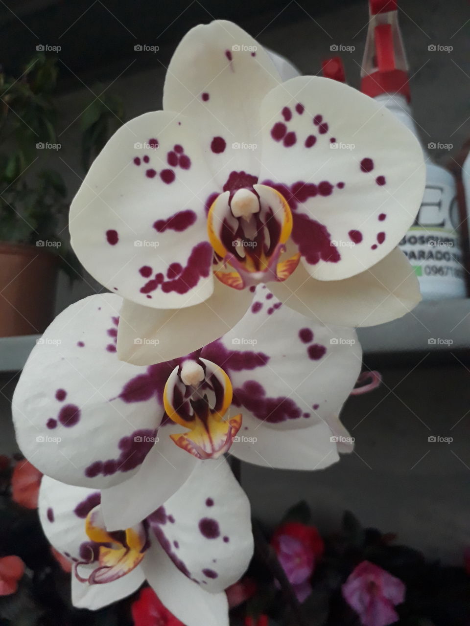 white orchid with purple spots - orquídea blanca con manchas moradas
