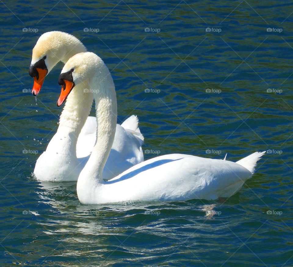 Swans on the lake 