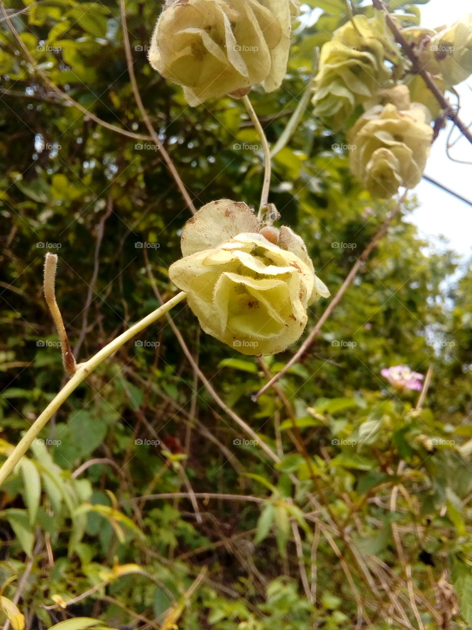 Flower