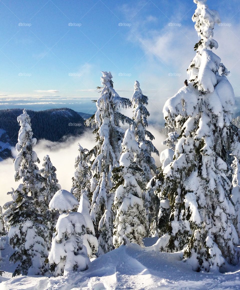 A fresh snowfall high on top of Cypress mountain. It was a gorgeous day above the fog and rising mist, with views of the Pacific Ocean in the distance.