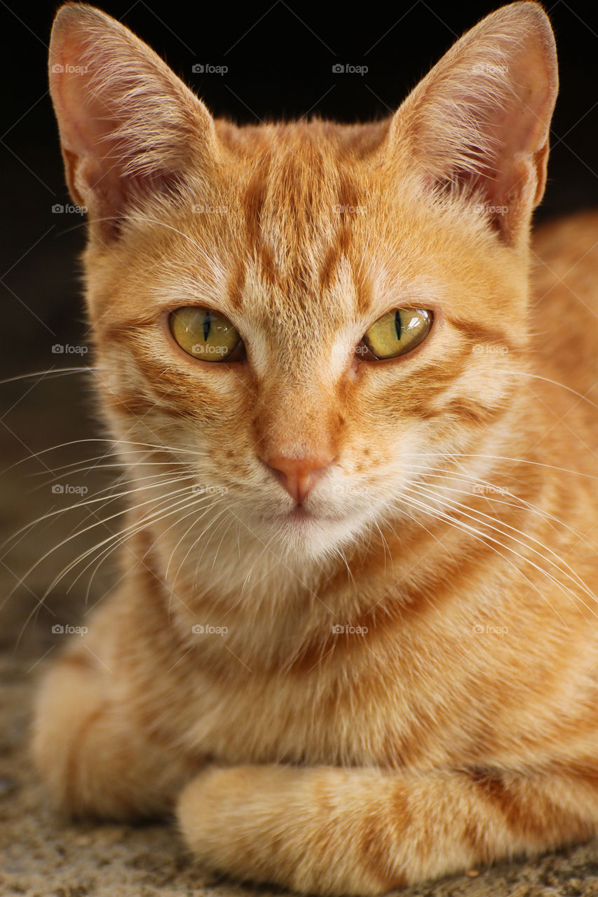 Cat sitting on floor