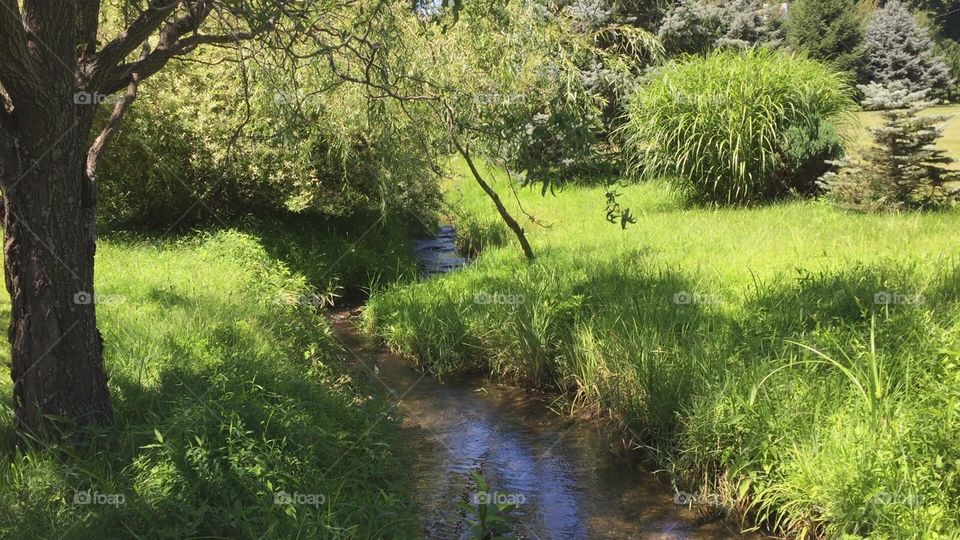 Grassy Brook