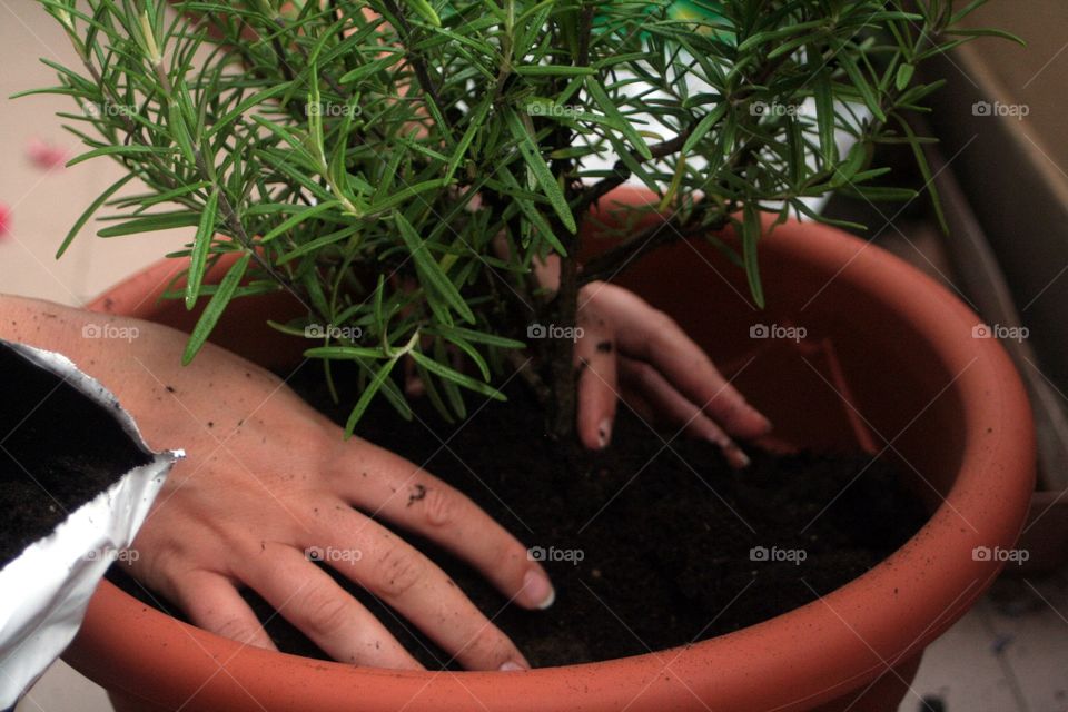 Girl planting a Rosemary in a pot, just outside the kitchen..