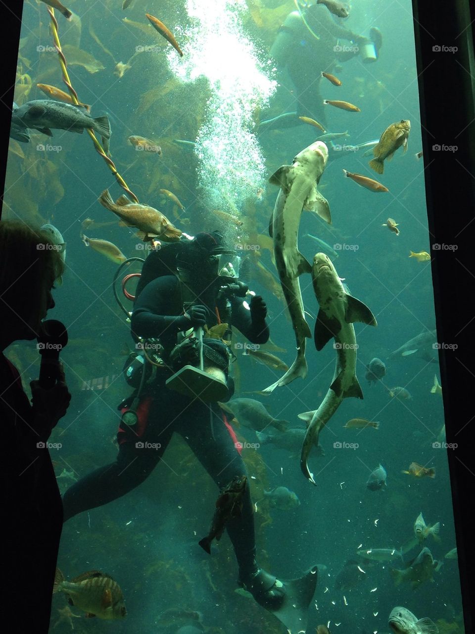 Monterey bay aquarium