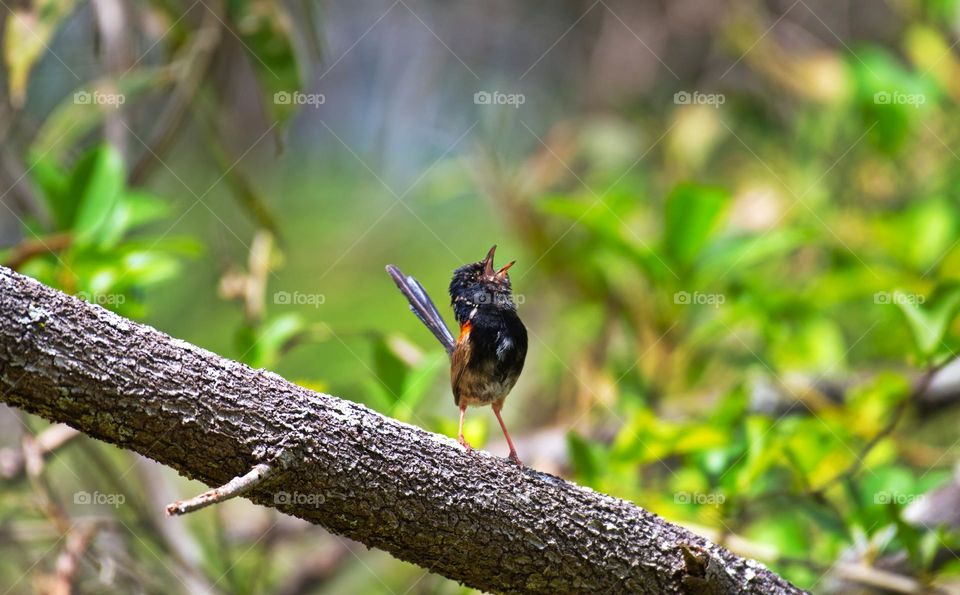 red-backed fairywren is a species of passerine bird in the Australasian