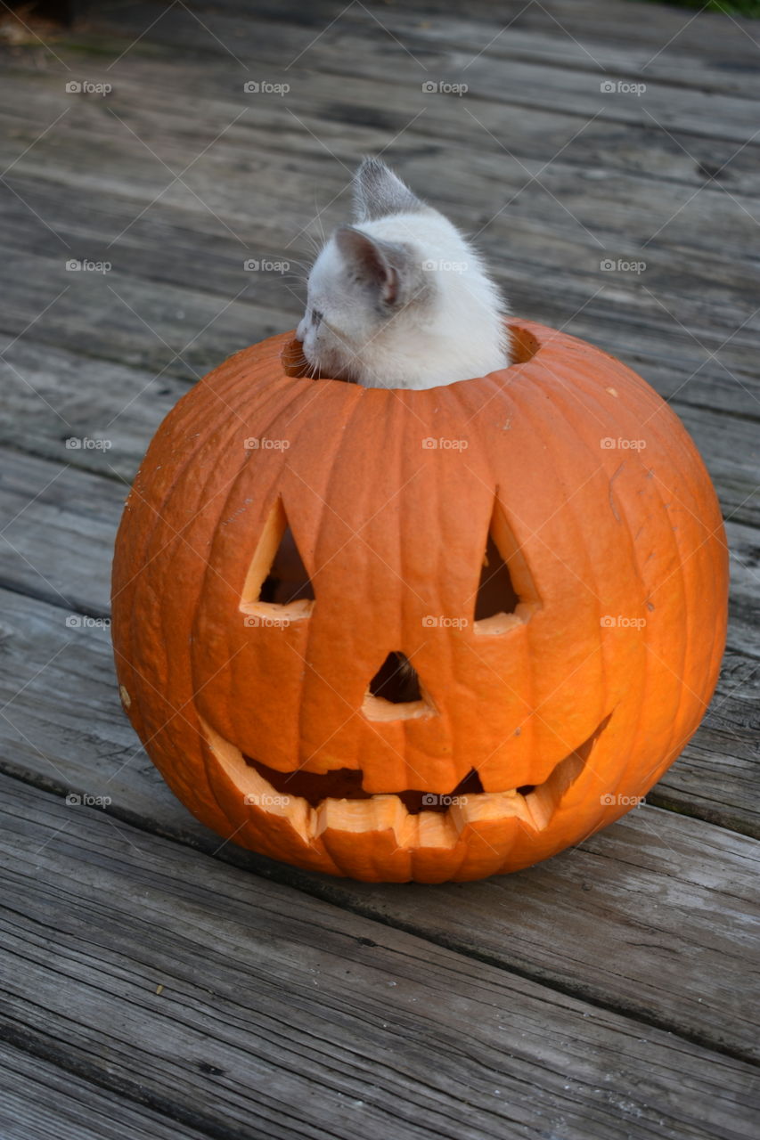 kitten in a pumpkin