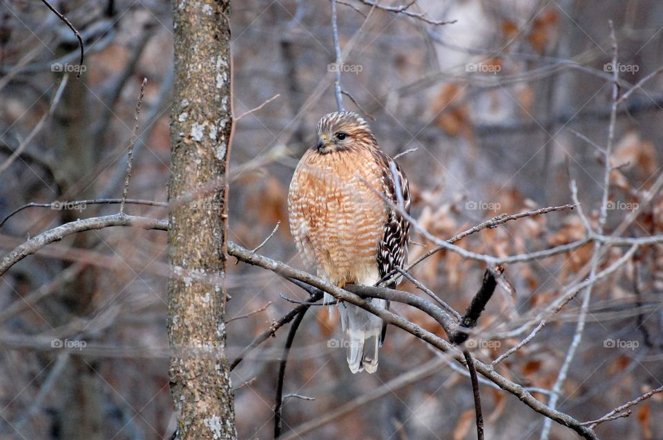 A Coopers hawk sits in the tree looking for prey. 