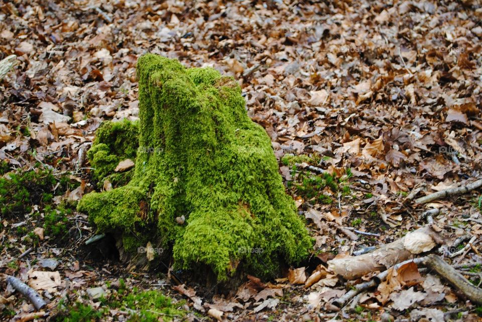 Mossy stump in the Welsh woodlands