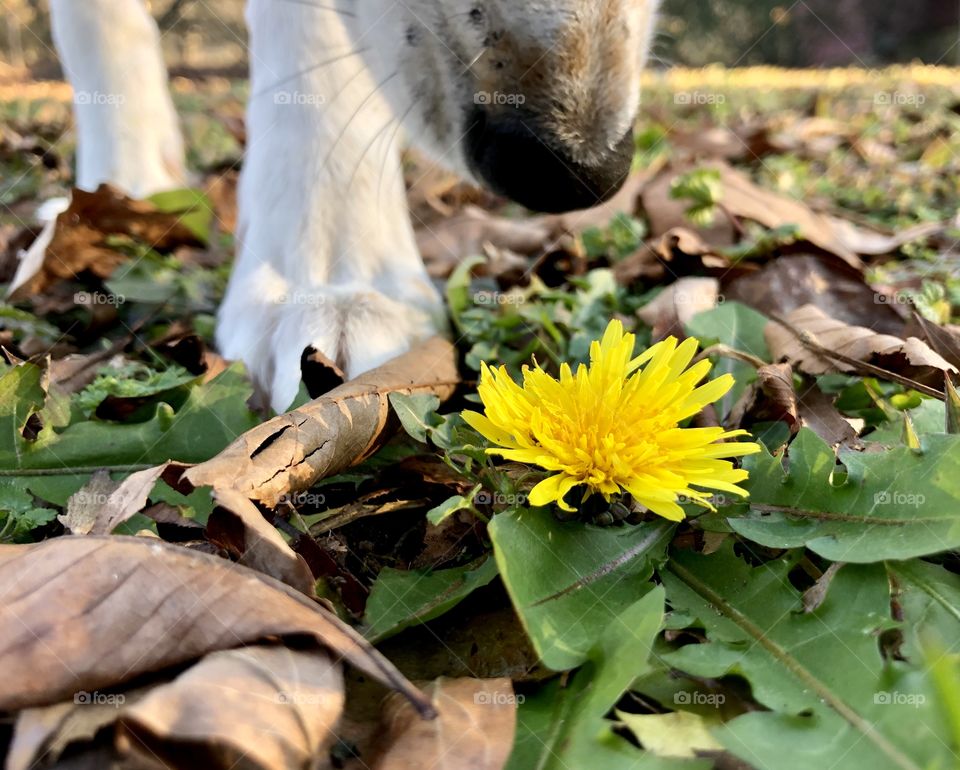 Remember to stop and smell the roses- or, dandelions 