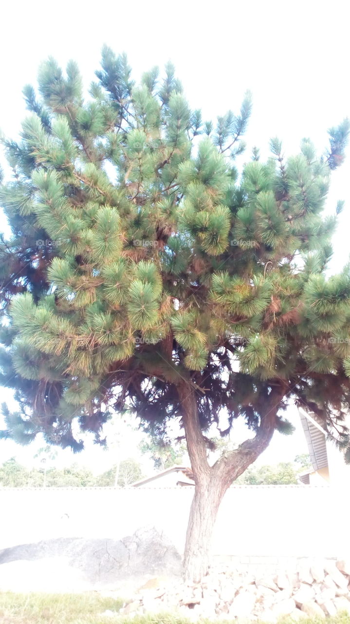 árbol de Mérida