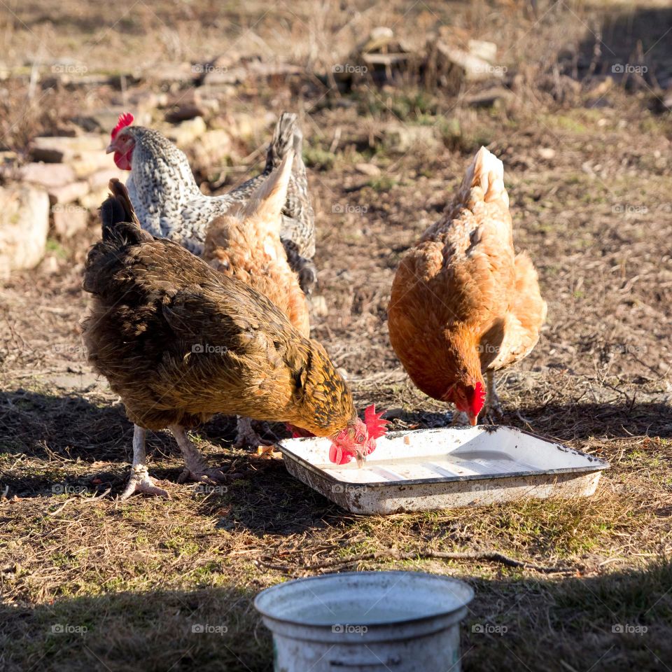 Happy chickens drikung water in poultry yard.