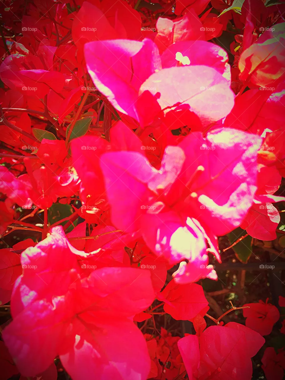 Beauty in nature