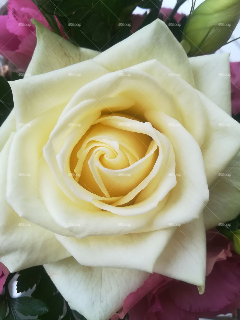 Rose weiß altrosa Pflanze