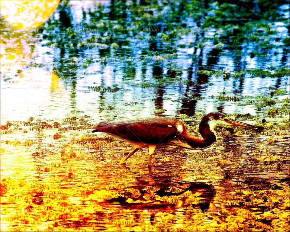 Tricolored heron in water colors